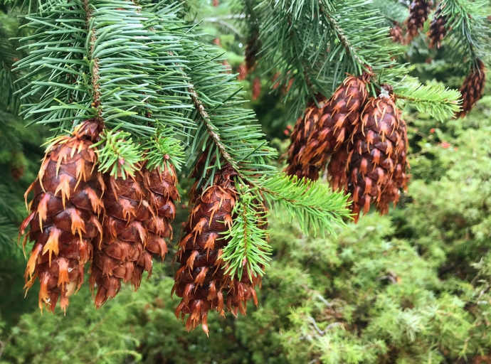 Forest Therapy: Forestal health services, a new aim of Montagne Fiorentine