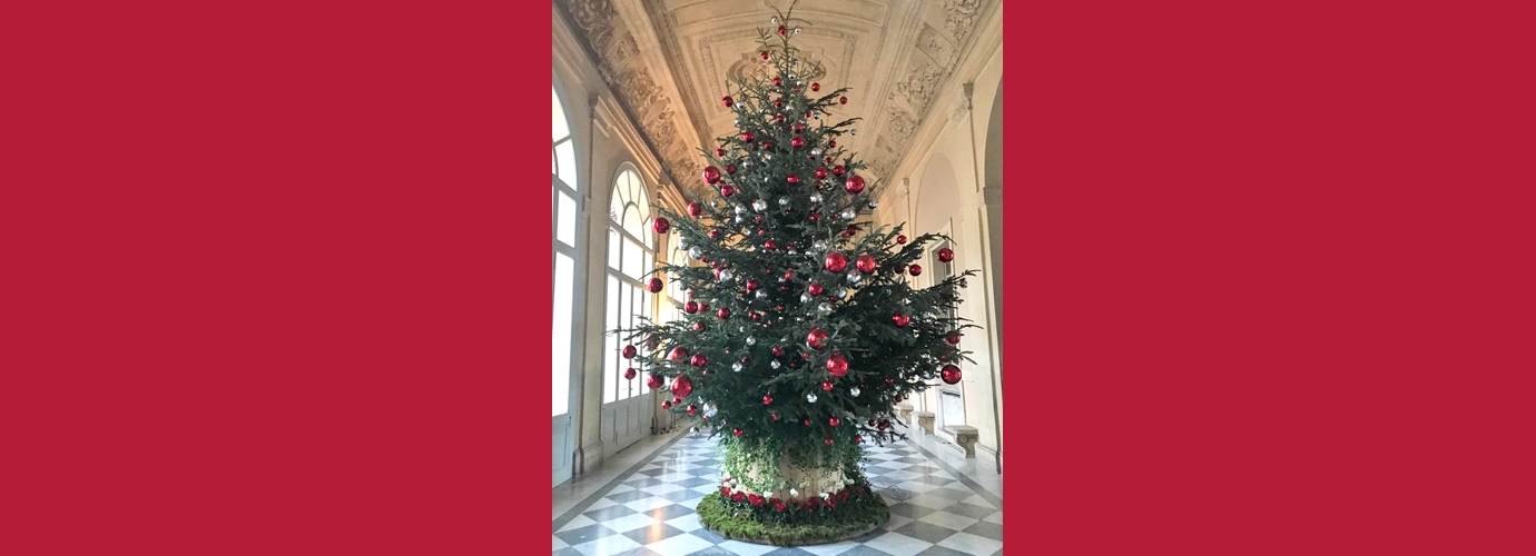 Christmas Fir trees 2020 from Model Forest for the President of the Italian Republic Sergio Mattarella