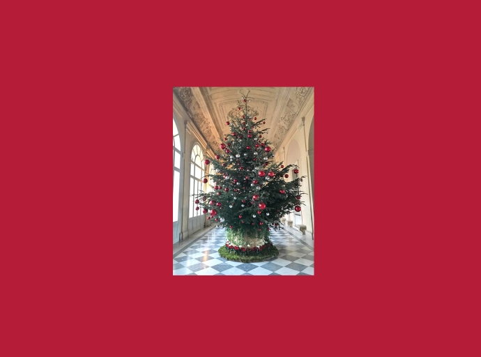 Christmas Fir trees 2020 from Model Forest for the President of the Italian Republic Sergio Mattarella