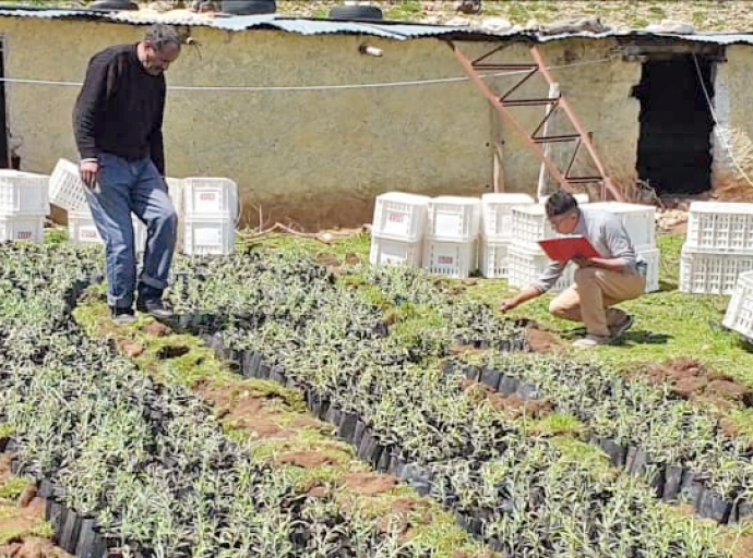 Sustainable Management in the Intensive Cultivation El Hajjaj’s lineage, Middle Atlas, Morocco