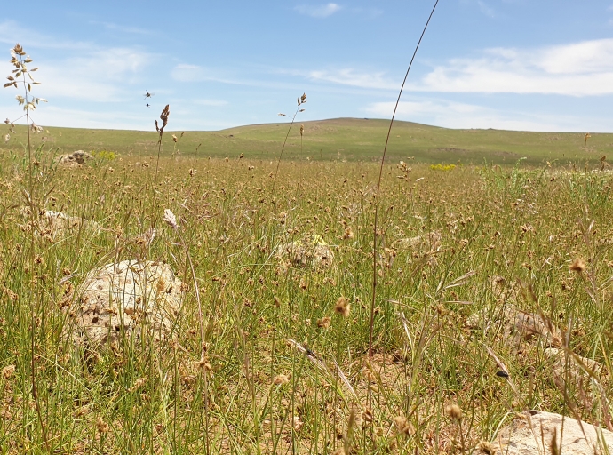 Regenerating of Endemic species in Degraded Lands using “Agdal” system