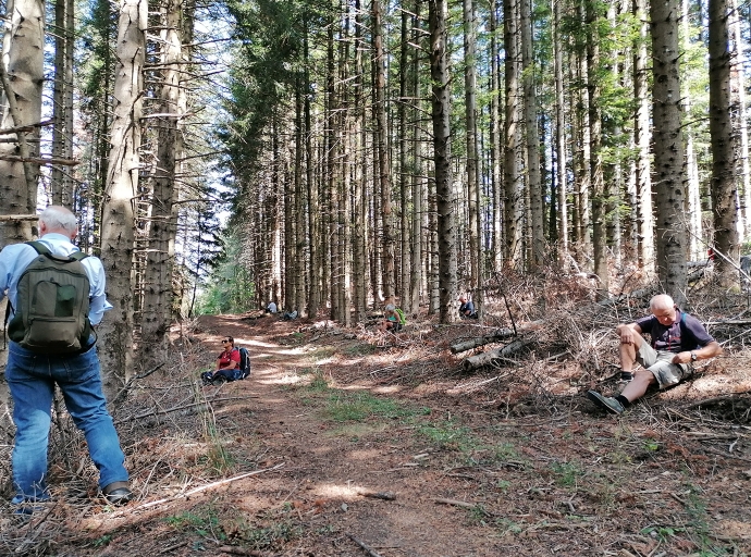 Forest Therapy, the green solution for our health