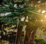 Two new MF initiative in Albania and Lebanon