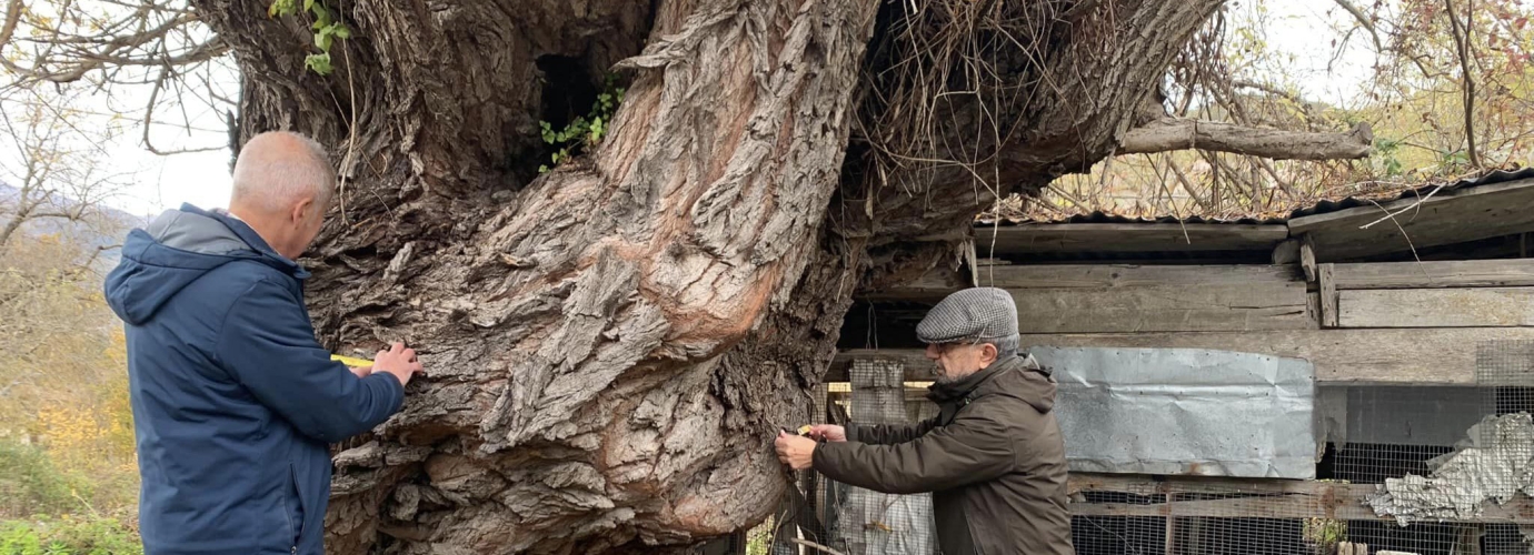 The monumental trees of the Valle dell’Aterno