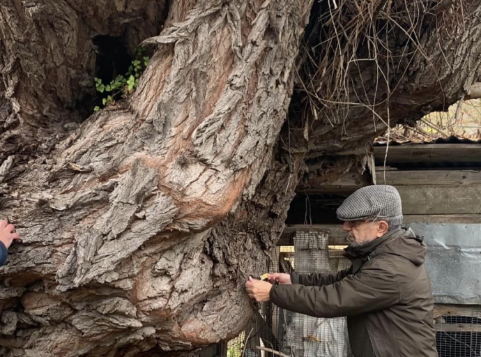 The monumental trees of the Valle dell’Aterno