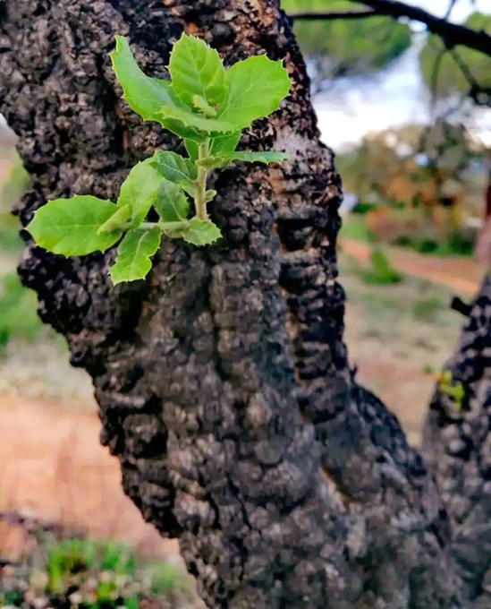 nl56 2022 Quercus Suber Contest 2